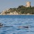 Observer les dauphins dans les Bouches de Bonifacio
